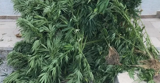 Bilecik'te kenevir eken şüpheli tutuklandı