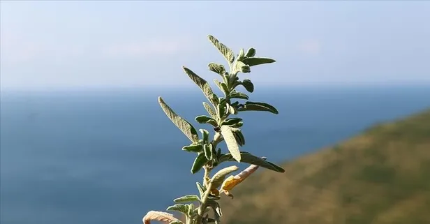Uzmanlar, ağrıyı kesecek bitkisel reçeteyi açıklıyor!