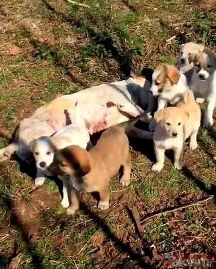 Duygulandıran görüntü! Pompalı tüfekle öldürülen köpeğin 7 yavrusu başından ayrılmadı