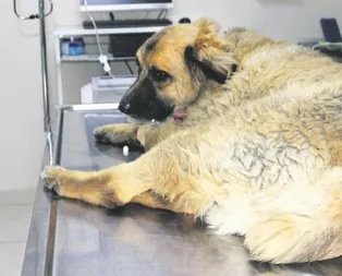 Tarçın’ın hazin sonu