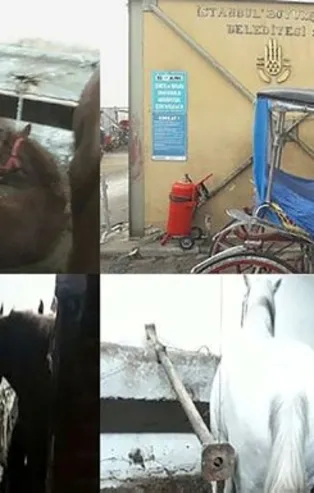 Büyükada'da karantinadaki atların hali yürek sızlattı!