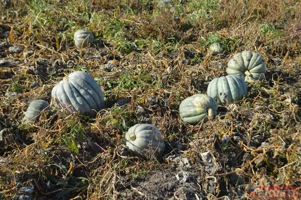 100 milyon lira gelir! Afyonkarahisar'da bal kabağında 50 bin ton rekolte bekleniyor - 12