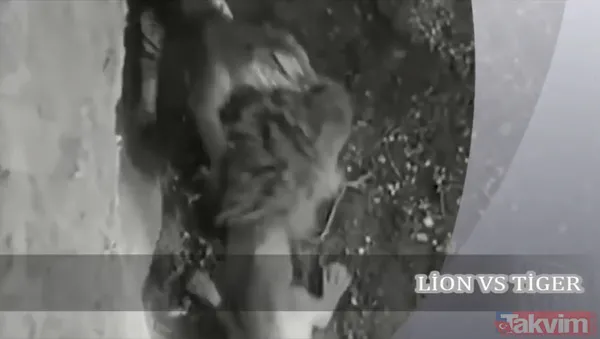 Ava giderken avlandı! Bir anda bufaloların arasında kalan aslanın zor anları (Aslan - Bufalo kavgası) - 50