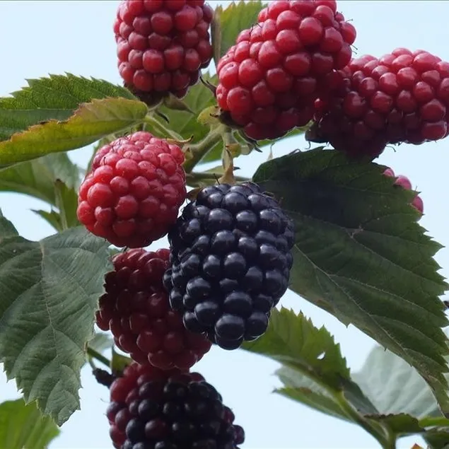 Beynin dostu böğürtlen