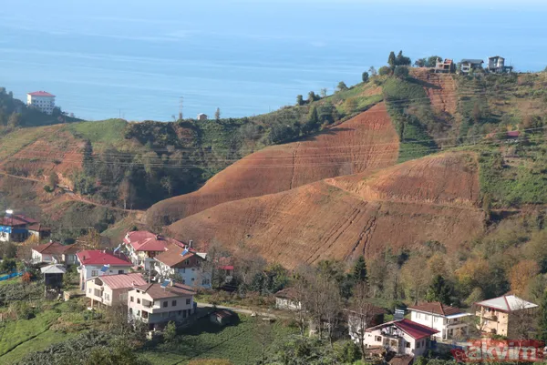 Doğu Karadeniz'i bekleyen büyük facia! Kaçak çaylıklar için ormanlar kesiliyor - 5