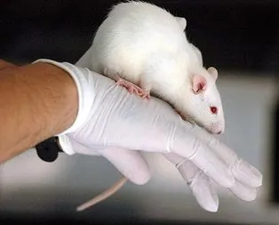 Bilim adamları kaybolan hafızayı geri getirdi