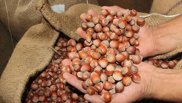 8 Aralık fındık fiyatları ne kadar? Fındık fiyatları artıyor, bugün kaç TL oldu? Ordu, Giresun, Düzce güncel fındık fiyatı…-4