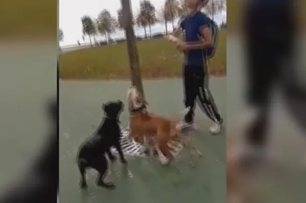 Maltepe'deki pitbull vahşetinde 3 gözaltı!