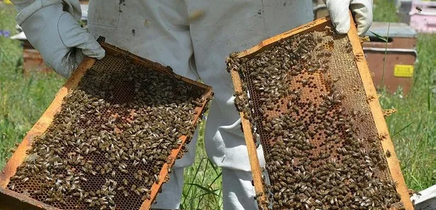 Türkiye arı popülasyonunda Çin'den sonra ikinci sırada!-4