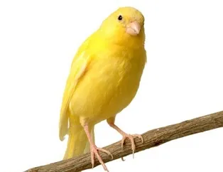 Rüyada kanarya görmek ne anlama gelir?