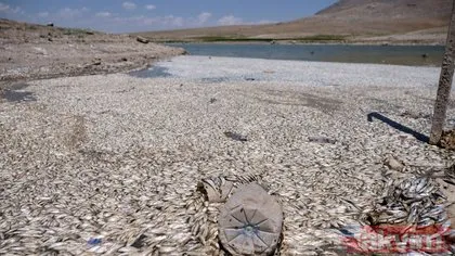 Konya’da May Barajı’ndaki kuraklık ve oksijendeki düşüş nedeniyle binlerce balık telef oldu
