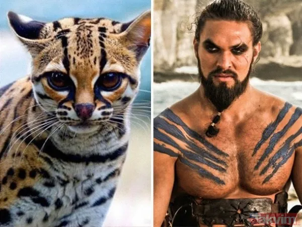 Kediler ve film karakterleri arasındaki benzerlik - 12