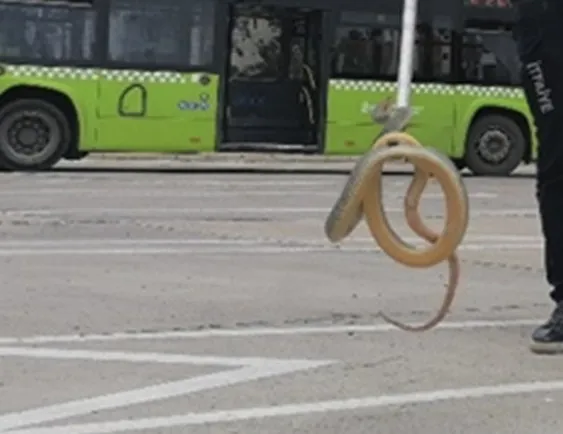 Halk otobüsünde yılan paniği!