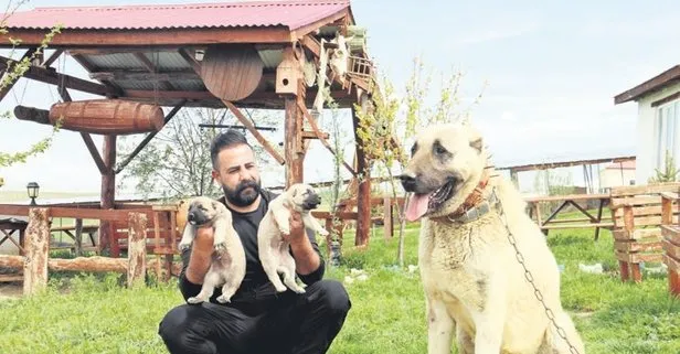 Kangal köpekleri kurtlara karşı yaylalarda görev yapıyor