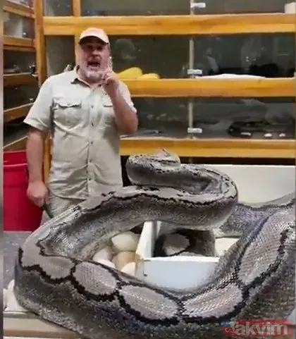 Dev piton yavrularını korumak için saldırdı! Yumurtalarını almak isteyen adam o anlarda...