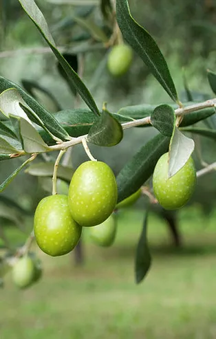 Rüyada zeytin ağacı görmek ne anlama gelir?