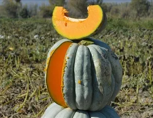 Balkabağı mucizesi