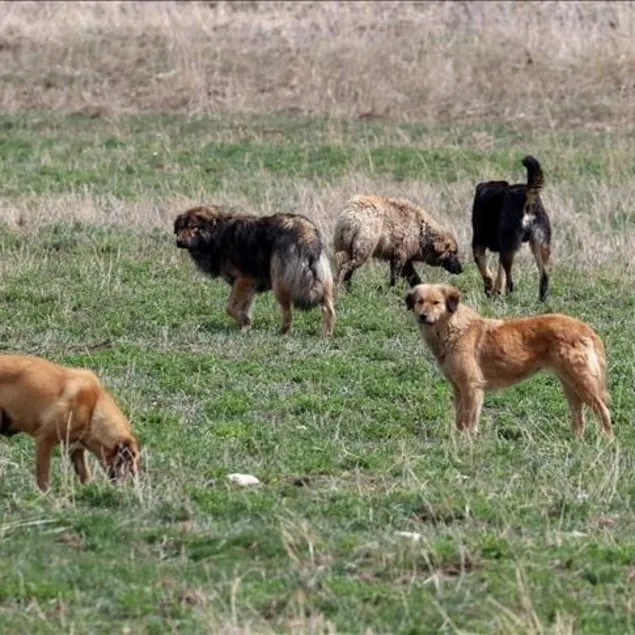 Köpek saldırısında emsal karar!