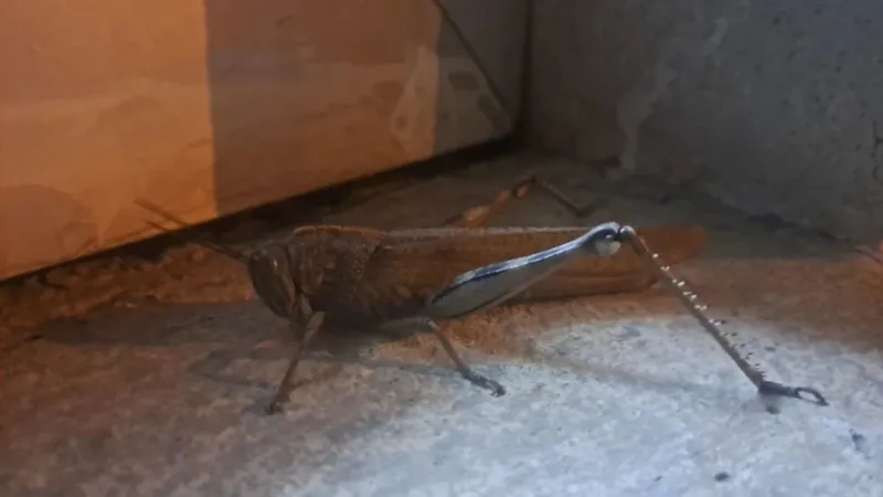 diyarbakirda-25-santimetrelik-dev-cekirge-uzmanlar-zararsiz-dedi-1777396746739.jpg Diyarbakır’da 25 santimetrelik dev çekirge: Uzmanlar zararsız dedi-2