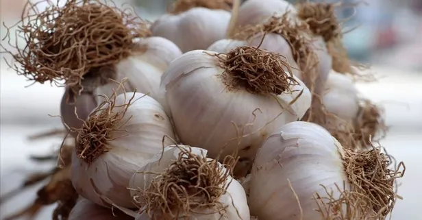 Şifa niyetine sarımsak: Vücuttaki enfeksiyonları temizler
