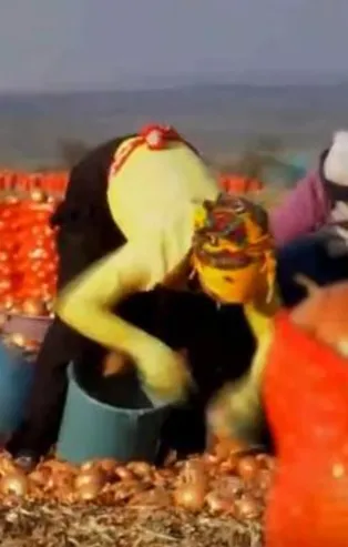 Sağlık Bakanı Fahrettin Koca paylaştı: Soğan tarlalarında aşı mesaisi