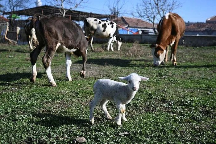 edirnede-yangin-mustakil-ev-kullanilamaz-hale-geldi-kucukbas-ve-buyukbas-hayvanlar-kurtarildi-1705933156567.jpeg Edirne'de yangın! Müstakil ev kullanılamaz hale geldi-2