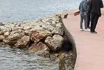 Karamürsel Sahili’nde ceset bulundu!