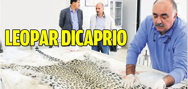Leopar DİCaprio