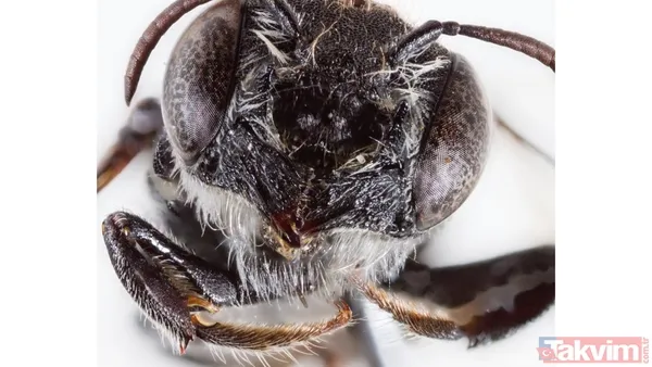 Dizi İsminden İlham Alındı Lucifer Dizisinin Hayranı Olduğunu Belirten Prendergast, Arının Dikkat Çekici Görünümünün Dizideki Karakteri Anımsattığını...