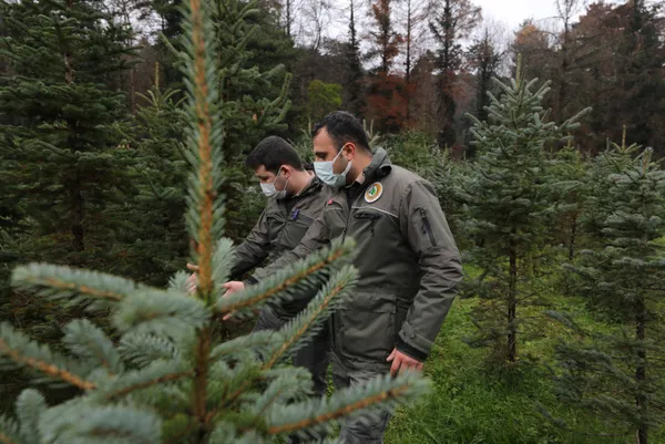 istanbulda-yilbasi-oncesinde-kacak-cam-agaci-kesiminin-onune-gecmek-icin-orman-bolge-mudurlugu-denetimleri-artirdi-1608622847259.jpg