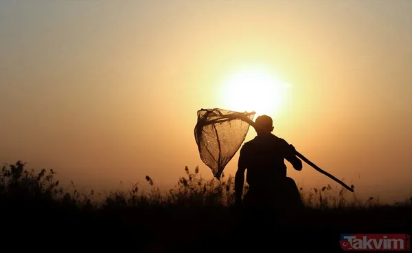 Günlük 900 lira kazanıyorlar! Türkiye'nin birçok ilinden toplanan kurbağalar Avrupa'ya ihraç ediliyor - 11