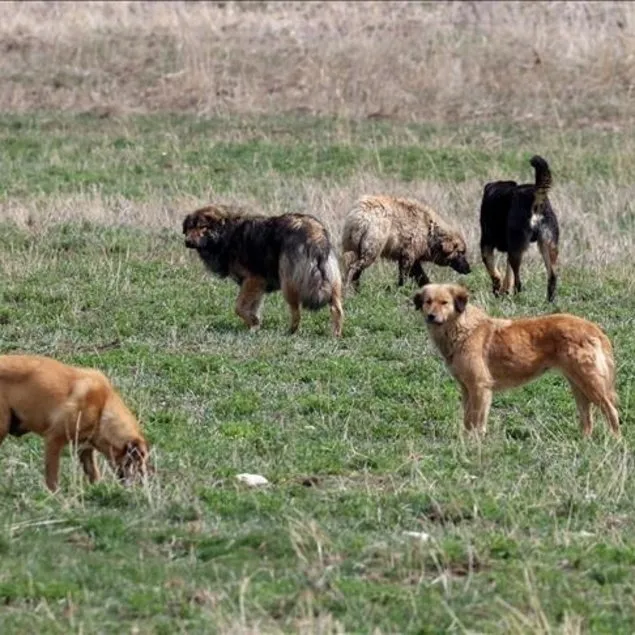 Başıboş köpek sorunu