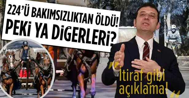 İBB’den merak edilen konu hakkında skandal itiraf! Adalar’daki 978 atın 224’ü bakımsızlıktan ölmüş! Peki ya diğerleri?