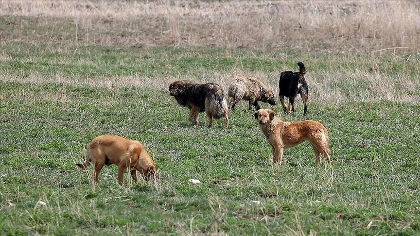 viransehirde-sahipsiz-kopek-teroru-bakanlik-mufettis-gorevlendirdi-1782567620192.jpeg Viranşehir’de sahipsiz köpek terörü: Bakanlık müfettiş görevlendirdi-3