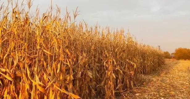 Kuraklık desteği hangi tarihte hesaplara ödenecek? Kuraklık desteği ne zaman yatacak? Kimler kuraklık desteği alabilir?