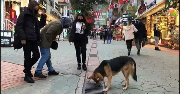 İzmit’te şaşırtan görüntü: Mazgala bakan köpek ilgi odağı oldu