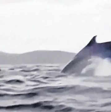 Balina önce yuttu sonra tükürdü