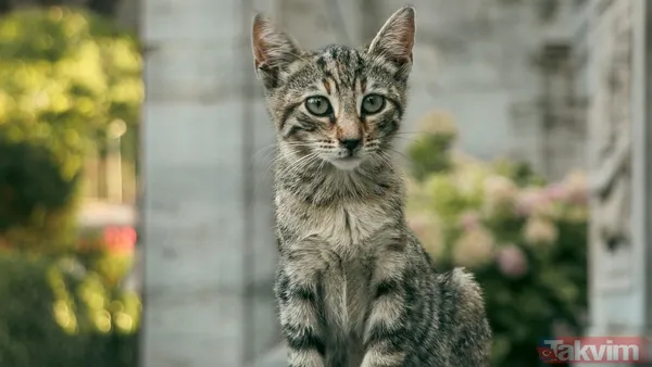 Şehrin Dört Bir Yanında Farklı Renk Ve Karakterde Kedilerle Karşılaşmak Mümkündür. Yumuşak Tüyleri, Sevimli Patileri Ve Kendine Has Miyavlarıyla Bu Canlılar,...