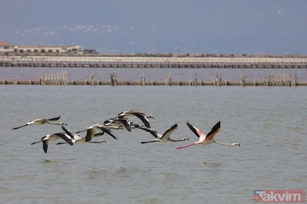 Minik allı turnalar (flamingolar) uçmayı İzmir Kuş Cenneti'ndeki doğal kreşte öğreniyorlar - 16