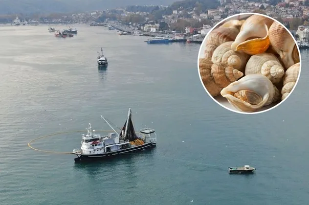 İstanbul Boğazı'nda milyon dolarlık av! Kansere çare oluyor! Akın ettiler...