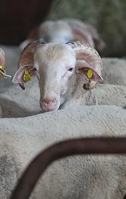 Kurbanlık fiyatları açıklandı