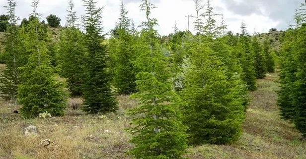 “81 İlde 81 Orman” projesinde Kırklareli’ne 20 bin fidan dikildi