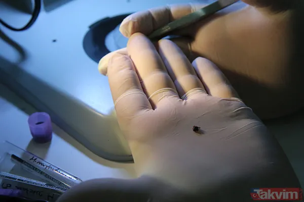 1. Giysi Ve Vücut Koruması: Uzun Kollu Kıyafetler Ve Pantolon Tercih Edin. Açık Renkli Kıyafetler Giyin; Böylece Keneler Daha Kolay Fark Edilir. Pantolon...