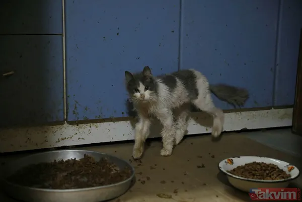 Büyükada'da salgın! 4 ayda 700 kedi Feline Enfeksiyoz Peritonit (FIP) hastalığından öldü! Hayvanseverler CHP'li belediyeyi kayıt tutmadığı için suçladı - 35