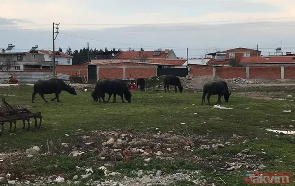 Manda sütü bir köyü kurtardı! Herkes geçimini sağlıyor! Kaymağın kilosu 120 lira - 5