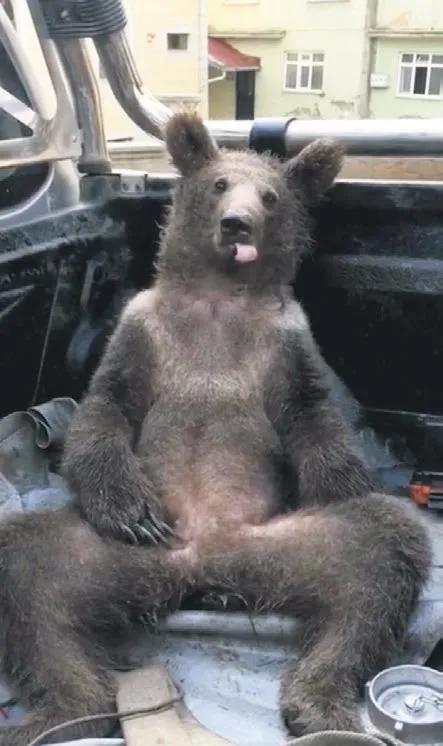 kilolarca-bal-yiyip-fenalasan-balkiz-fenomen-oldu-abd-ingiltere-ve-yunan-basininin-mansetlerine-yerlesti-1660347278047.jpeg Kilolarca bal yiyip fenalaşan Balkız fenomen oldu! ABD, İngiltere ve Yunan basınının manşetlerine yerleşti-5