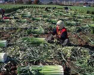 Uykusuzluğa karşı pırasa