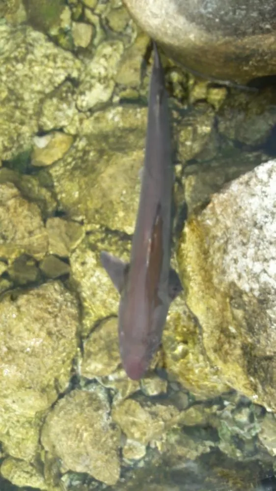 balikcinin-oltasina-5-kilogram-agirliginda-kopek-baligi-yakalandi-1651471402924.jpg Balıkçının oltasına 5 kilogram ağırlığında köpek balığı yakalandı-5