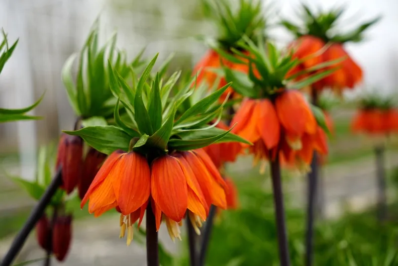 baharin-huzunlu-cicegi-omru-20-gunluk-koparana-700-bin-tl-ceza-1775723073966.jpg Baharın hüzünlü çiçeği: Ömrü 20 günlük koparana 700 bin TL ceza-4