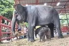 Doğanın mucizesi: Tayland'da 36 yaşındaki bir fil ikiz doğurdu